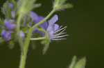 Fuzzy phacelia